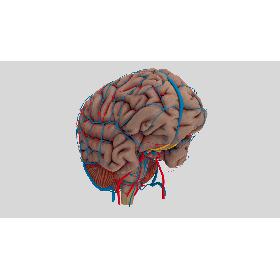 3D model Human Brain Anatomy
